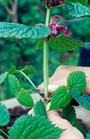 Young Lamium orvala - Balm-leaved Red Deadnettle â€“ removing the first' flower spike with a knife to make it bush out