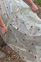 Placing a polythene cloch over newly sown vegetables.