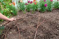 Placing sticks over prepared seed bed to prevent cats and birds soiling the bed or eating the seeds