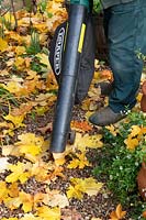 Gardener using a power leaf blower to vacuum up fallen Acer saccharum leaves ion gravel path