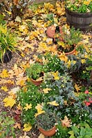 Small herb garden with potted plants and gravel path covered in fallen Acer saccharum leaves 