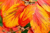 Hamamelis x intermedia 'Georges' - Witch Hazel - foliage 