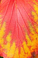 Hamamelis x intermedia 'Georges' - Witch Hazel - single leaf showing veins 