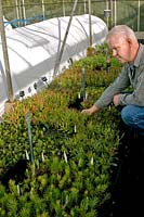 Man tending cuttings of sub-tropical plants at a commercial nursery