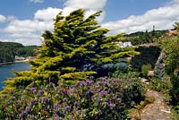 Flowering Hebe and Cupressus macrocarpa 'Lutea' - Monterey Cypress  - in bed in front of sea