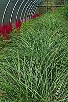 Miscanthus and Astilbe cut flower production at Highcroft Nursery