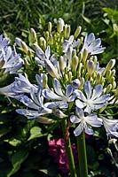 Agapanthus 'Patent Blue' at Highcroft Garden, Cargreen, Cornwall, England.
