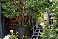 Small garden with Osmanthus burkwoodii multi-stem trees in black container against brick wall, also a garden mirror surrounded by trellis