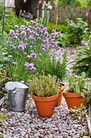 A herb garden with gravel path and small pots herbs: Rosmarinus officinalis - Rosemary, Salvia officinalis - Sage and Thymus x citriodorus 'Aureus' - Thyme, waiting planting and watering in