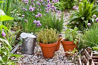 Herb garden with gravel path, with pots of Rosmarinus officinalis - Rosemary, Salvia officinalis - Sage and Thymus x citriodorus 'Aureus' - Thyme, ready for planting and watering in