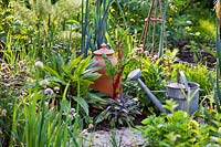 Raised bed of herbs and vegetables and terracotta forcing pot, watering can on path
