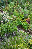 Mixed planting includes vegetables, herbs, annuals and perennials: Leucanthemum superbum, Nasturtium, Rudbeckia hirta, Zinna, Fennel, Leek, Basil and Lavendula - Lavender