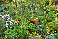Mixed beds with vegetables, herbs, annuals and perennials. Zinnia, Nasturtium, Leucanthemum superbum, Rudbeckia hirta, Allium - Leek and Verbena bonariensis.