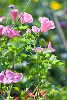 Lavatera trimestris - Rose Mallow