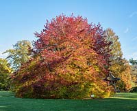 Liquidambar styraciflua 'Wisley king' - Sweet gum 'Wisley king' tree in autumn at RHS Wisley gardens