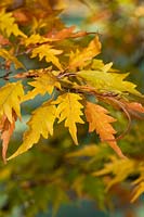 Fagus sylvatica 'Laciniata' - Cut Leaf Beech tree foliage 