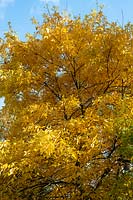 Carya glabra - Pignut Hickory Tree 