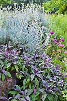 Herb bed with Helichrysum italicum, and Salvia officinalis 'Purpurascens'.