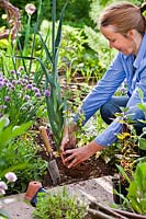 Woman planting herbs in mixed bed - Agastache foeniculum.