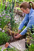 Woman planting herbs in mixed bed - Agastache foeniculum.