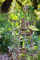 Euphorbia lathyris - Caper Spurge by rustic plant support in vegetable garden