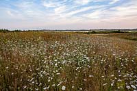 Wildflower meadow, planting includes: Agrostis capillaris - Common Bent,
Agrostis vinealis - Brown Bent, Cynosurus cristatus - Crested Dogstail,
Senecio jacobea, Daucus carota - Wild Carrot and Centaurea nigra - Knapweed