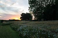 Meadow garden at sunset, showing cut paths and nearby trees. Wildflower planting includes: Agrostis capillaris - Common Bent, Agrostis vinealis -Brown Bent, Cynosurus cristatus - Crested Dogstail, Senecio jacobea - self seeded, Daucus carota - Wild Carrot and Centaurea nigra - Knapweed