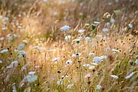 Wildflower meadow, planting includes: Daucus carota - Wild Carrot, Centaurea nigra - Knapweed, Agrostis capillaris - Common Bent Agrostis vinealis - Brown Bent and Cynosurus cristatus - Crested Dogstail