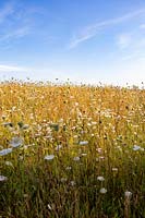 Wildflower meadow, planting includes: Daucus carota - Wild Carrot, Centaurea nigra - Knapweed, Agrostis capillaris - Common Bent, Agrostis vinealis - Brown Bent, Cynosurus cristatus - Crested Dogstail