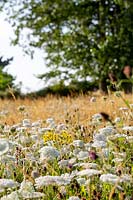 Wildflower meadow, planting includes: white flowers of Daucus carota - Wild Carrot, Centaurea nigra - Knapweed, Agrostis capillaris - Common Bent, Agrostis vinealis - Brown Bent, Cynosurus cristatus - Crested dogstail. Occasional yellow Senecio jacobea appear, but are not intentional planting