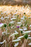 Wildflower meadow, planting includes: white flowers of Daucus carota - Wild Carrot, Centaurea nigra - Knapweed, Agrostis capillaris - Common bent, Agrostis vinealis - Brown Bent, Cynosurus cristatus - Crested Dogstail