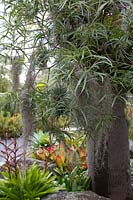 Detail of Brachychiton rupestris - Queensland Bottle Tree, with bromeliads and airplants, Tillandsias, growing in the tree.