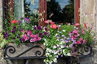 Colourful summer windowbox with Violas, Pelargoniums, Felicia and Briza grass