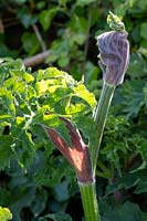 Heracleum sphondylium - 'hogweed'