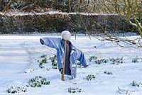 Scarecrow made from an old football and jacket with emerging bulbs in the snow in late February. The Old Rectory