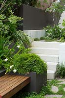 A cement rendered planter box with a hardwood timber inbuilt bench seat in front of a set of concrete steps leading to an upper area of the garden, it is planted with Baby Panda Grass and a flowering Gardenia.