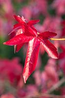 Liquidambar styraciflua 'Corky' foliage in autumn