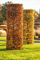 Columns of Fagus sylvatica - Beech at RHS Garden Wisley