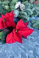 Natural Christmas decorations - Euphorbia pulcherrima - Poinsettia - and Pine wreath