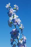 Delphinium elatum 'Million Dollar Sky' - Larkspur flowers.