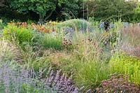 Herbaceous borders at Bluebell Cottage Gardens, Dutton, Cheshire. Planting includes Nepeta, Monarda, Verbena bonariensis, Dierama pulcherrimum, Hemerocallis 'Stafford' Echinops ritro.