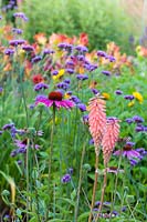 Herbaceous borders at Bluebell Cottage Gardens, Dutton, Cheshire. Pictured are Echinacea purpurea and Kniphofia 'Timothy'.