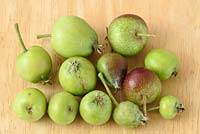 Malus domestica. Small apples removed from trees to reduce number of fruit.