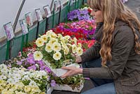 Woman buying bedding plants in Garden Centre, yellow petunias, Perry's Garden Centre, Broxted, Essex.