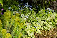 Flower bed with Brunnera macrophylla 'Jack Frost' and Euphorbia characias 'Black Pearl', spurge. The Morgan Stanley Garden. Sponsor: Morgan Stanley, RHS Chelsea Flower Show 2019.