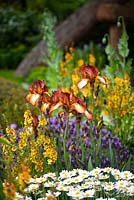 Flower bed with Iris 'Kent Pride', Verbascum 'Clementine'- mullein, Anthemis punctata subsp. cupaniana AGM - Sicilian chamomile. The Morgan Stanley Garden
