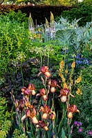 Flower bed with Iris 'Kent Pride', Verbascum 'Clementine' - mullein, Actaea simplex - Atropurpurea Group 'Brunette', Nectaroscordum siculum. The Morgan Stanley Garden. Sponsor: Morgan Stanley, RHS Chelsea Flower Show 2019, Gold medal winner