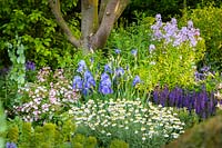 Flower bed with Iris 'Kent Pride', Rosa 'Ballerina' AGM, Anthemis punctata subsp. cupaniana AGM - Sicilian chamomile and Salvia x sylvestris 'Mainacht'. The Morgan Stanley Garden, Sponsor: Morgan Stanley , RHS Chelsea Flower Show 2019, Gold medal winner