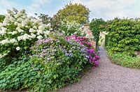 The semi-formal Croft Garden at Wollerton Old Hall Garden, near Market Drayton, Shropshire. Planting includes both Hydrangea macrophylla and Hydrangea paniculata, with the brick gateway covered with Hydrangea petiolaris.