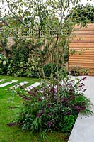 With stone patio and steps leading across lawn. Planting includes large multi-stemmed tree Amelanchier lamarckii, Salvia Love and Wishes, Bergenia Eroica, Hakonechloa macra.